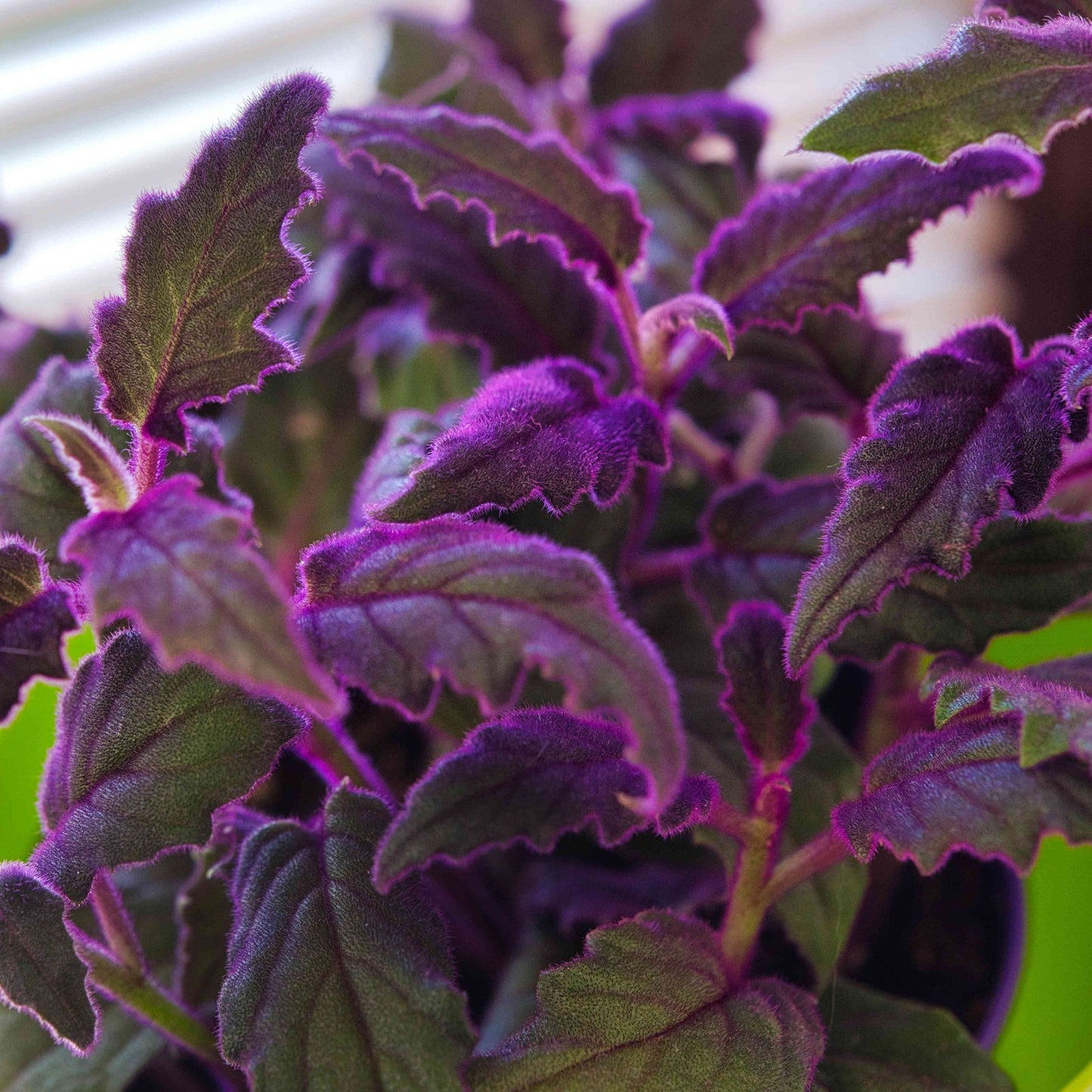 Gynura-purple passion
