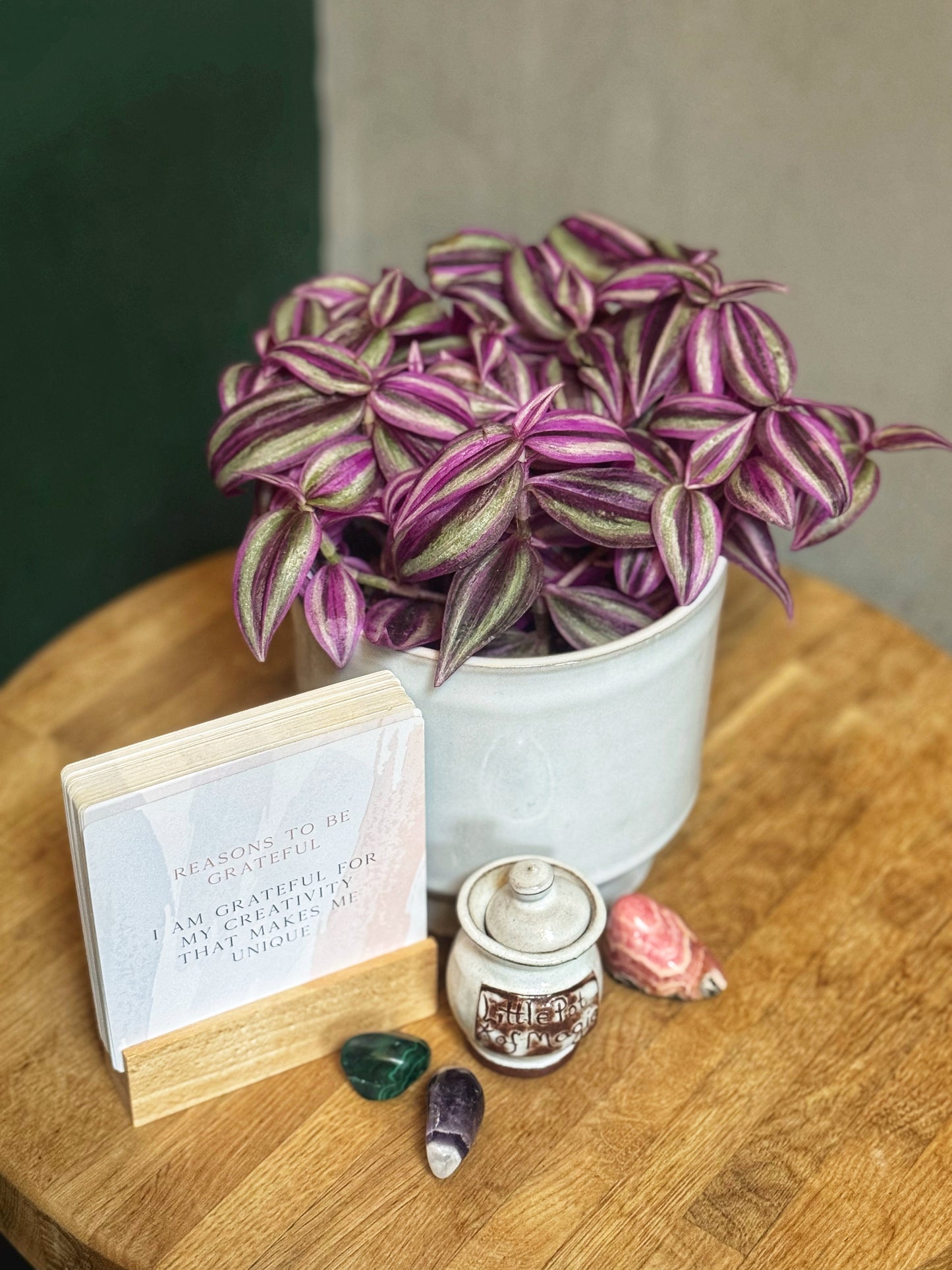 Tradescantia Pink Passion- Wandering Dude/Inch plant