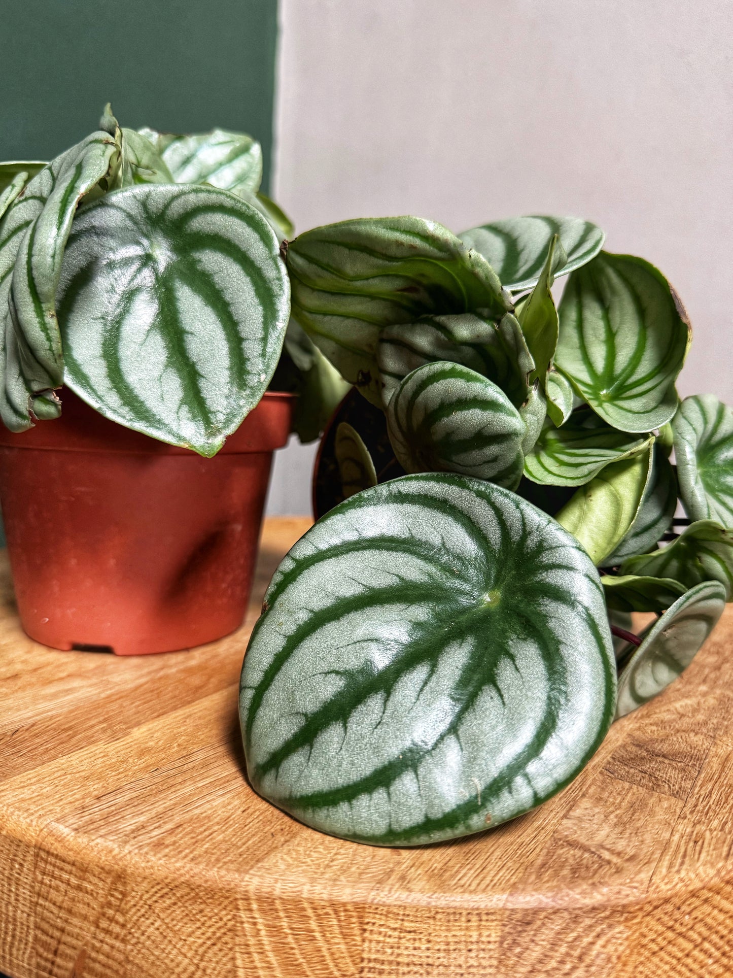 Peperomia Argyreia- Watermelon Peperomia