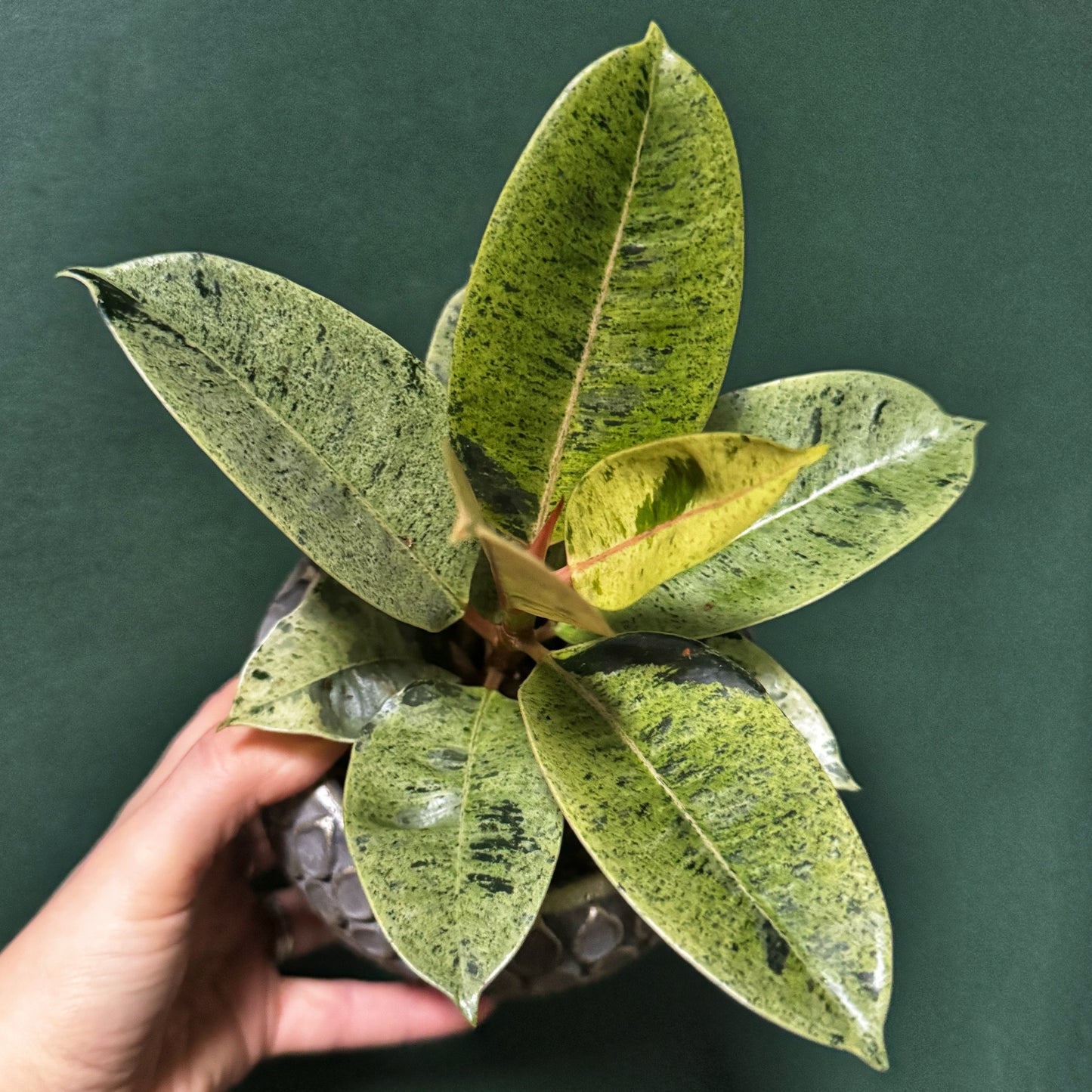 Ficus Shivereana -Rubber plant