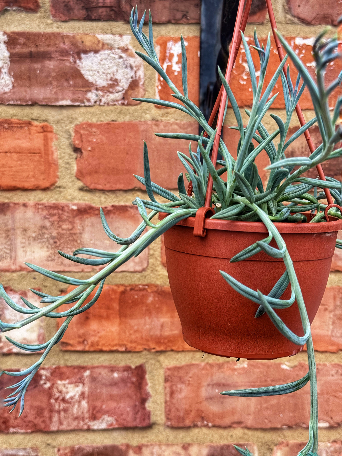 Senecio- String of Fish hooks