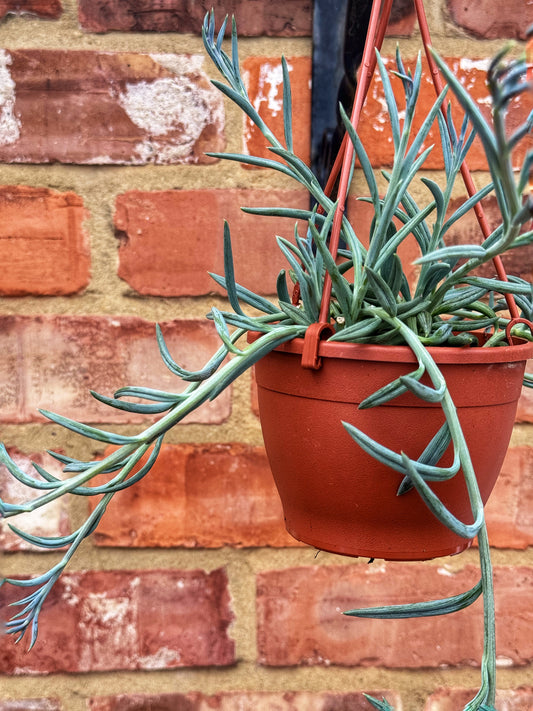 Senecio- String of Fish hooks