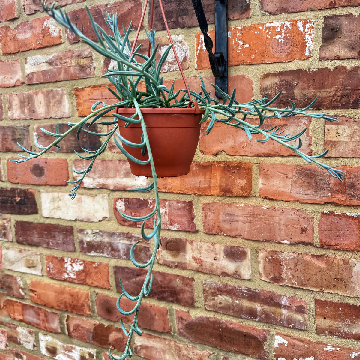 Senecio- String of Fish hooks