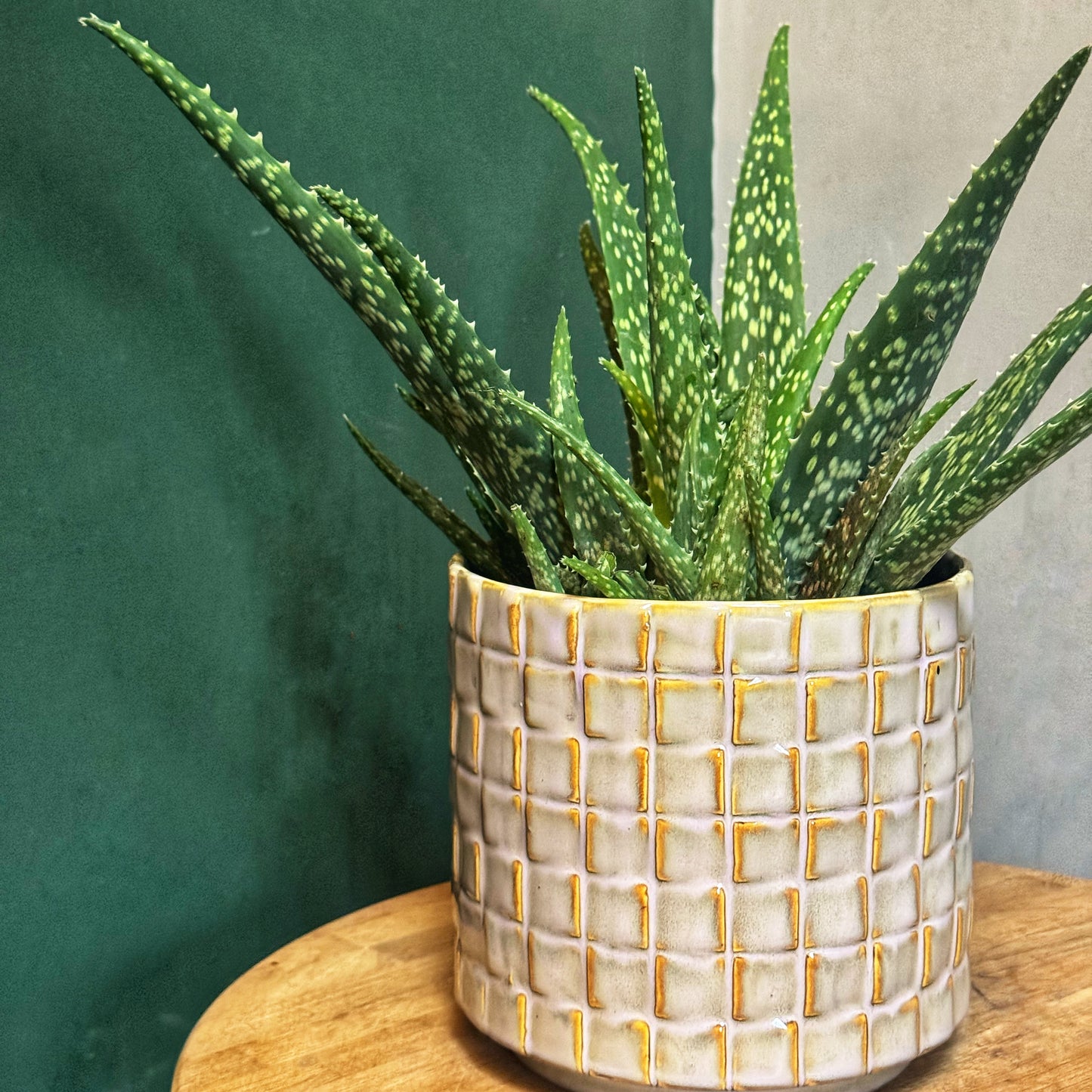 Aloe "Sherman Hoyte" Vera