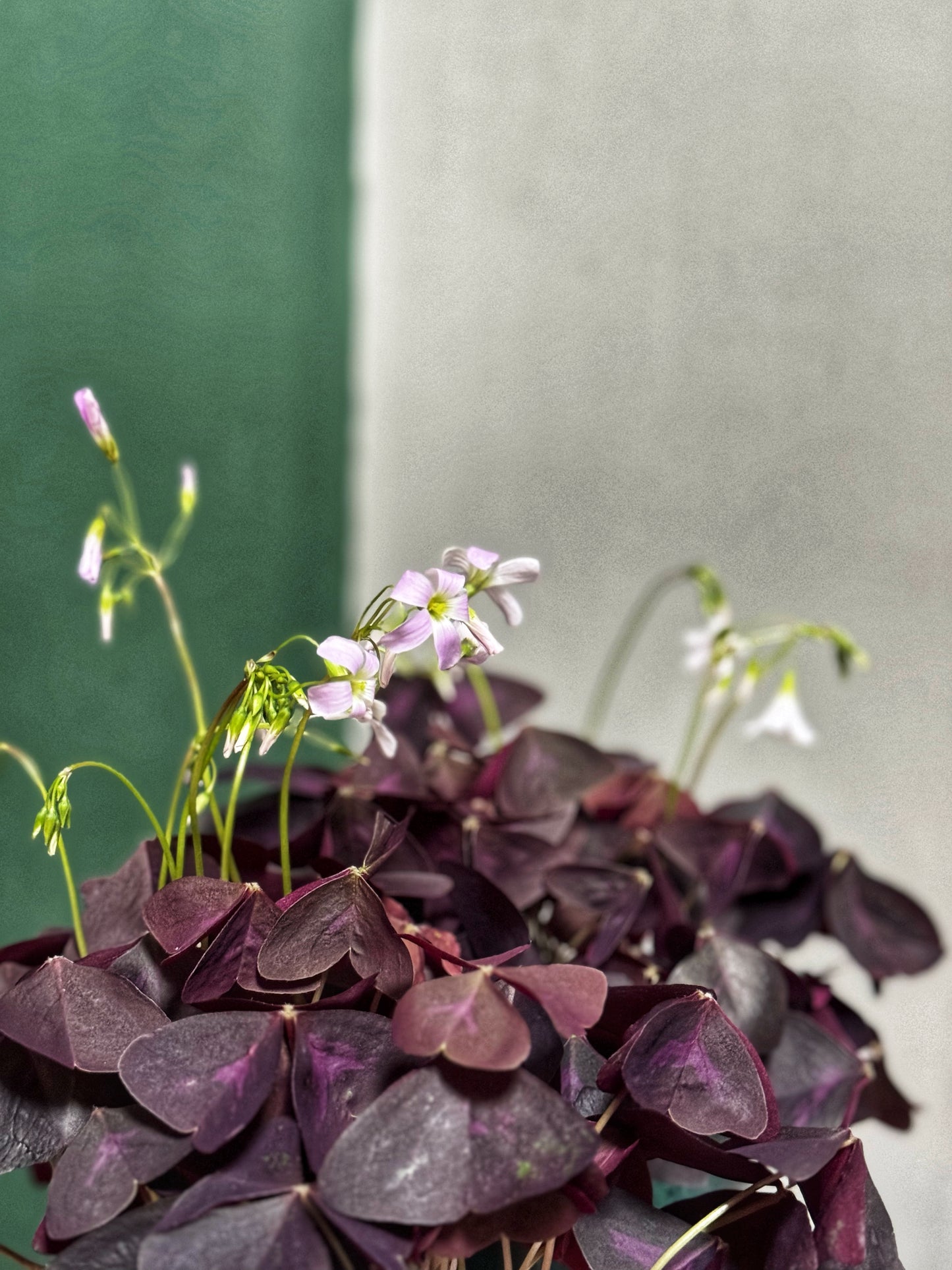 Oxalis- Faux Shamrock MIX
