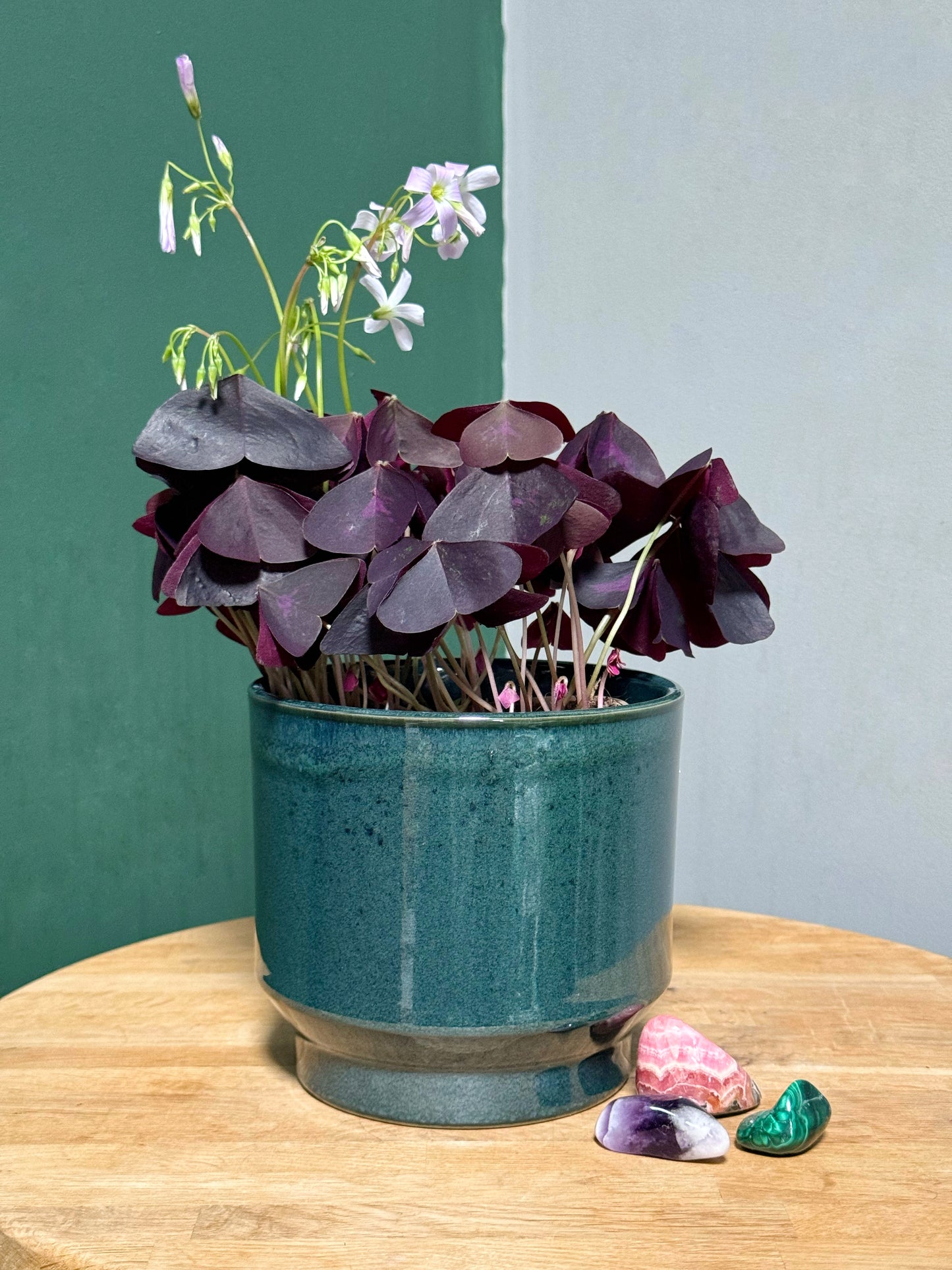 Oxalis- Faux Shamrock MIX
