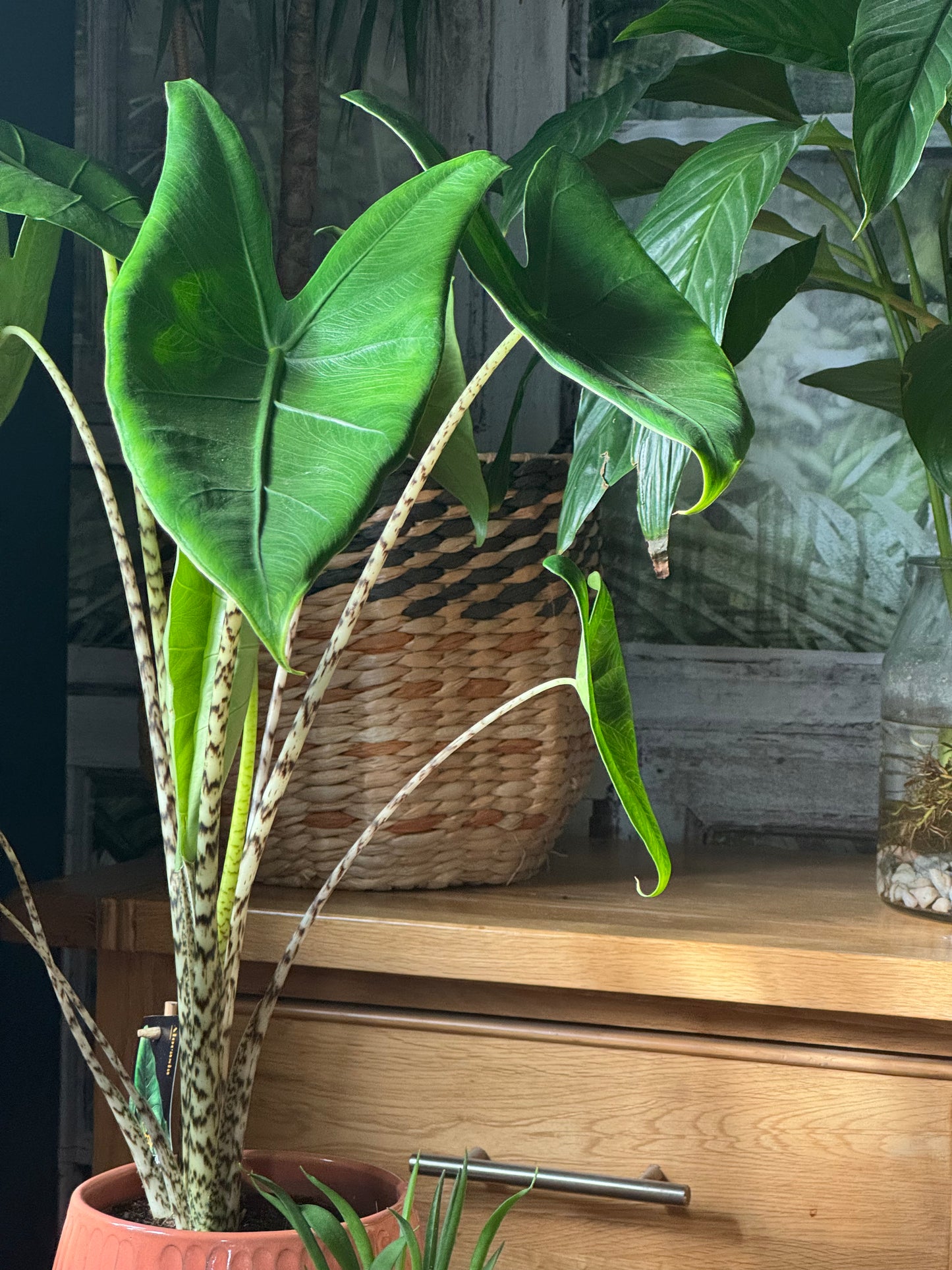 Zebrina Alocasia