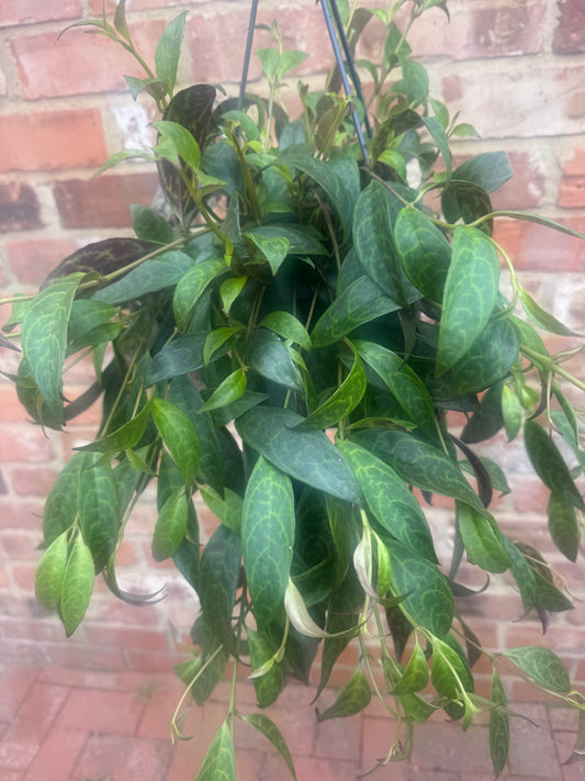 Aeschynanthus Marmoratus-LipStick Plant-Mix Hanging pots-