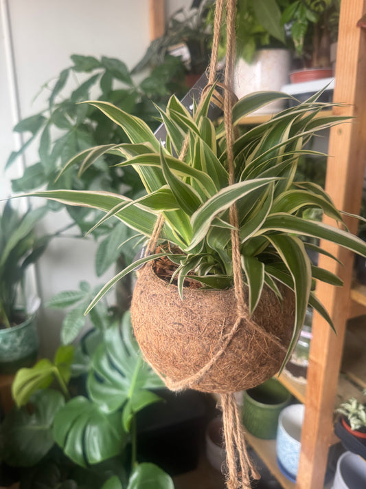 Chlorophytum Variegatum-Spider plant