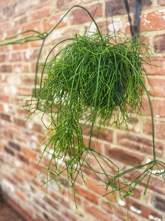 Rhipsallis hanging
