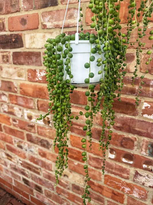 String of Pearls