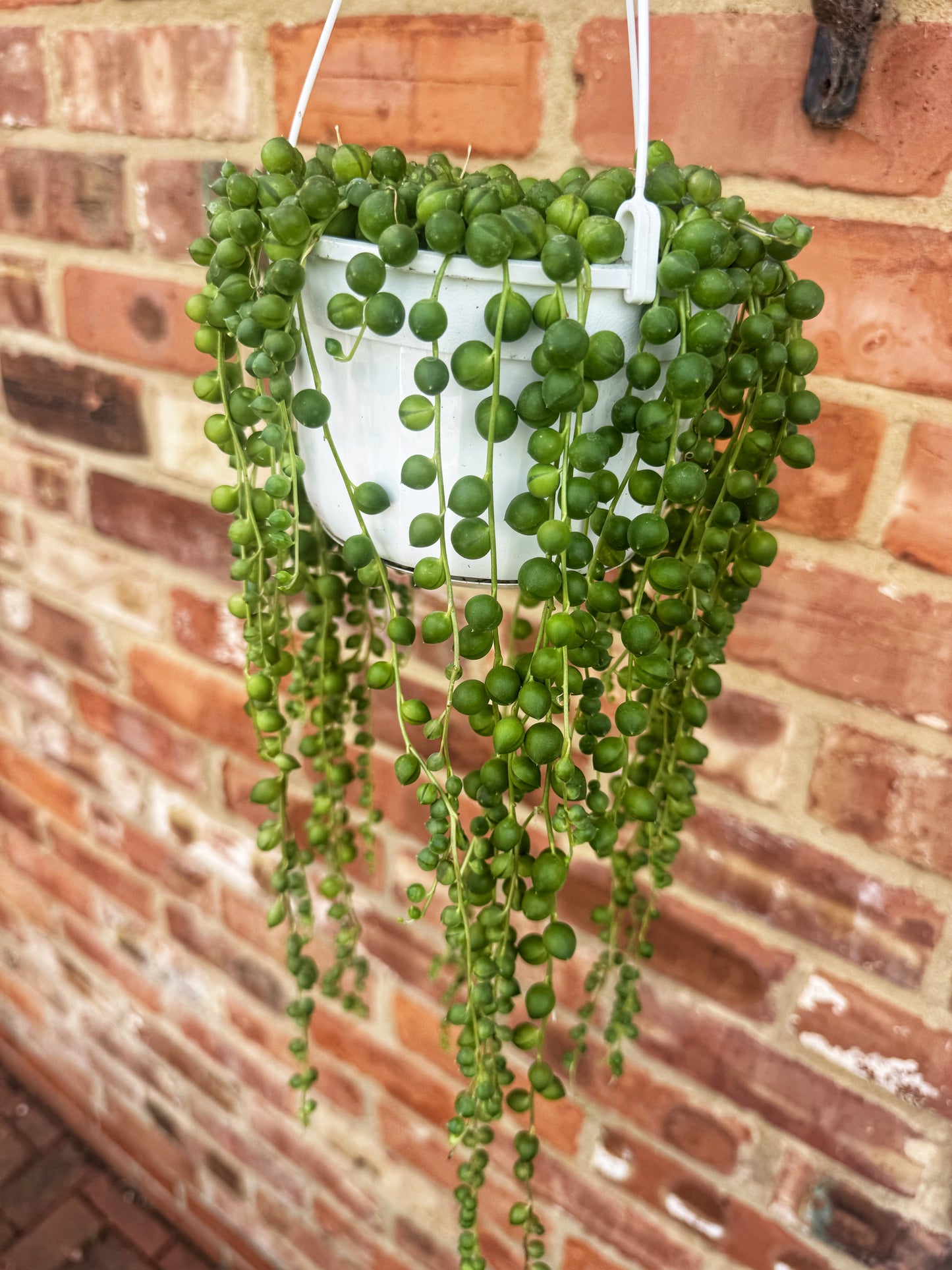 String of Pearls
