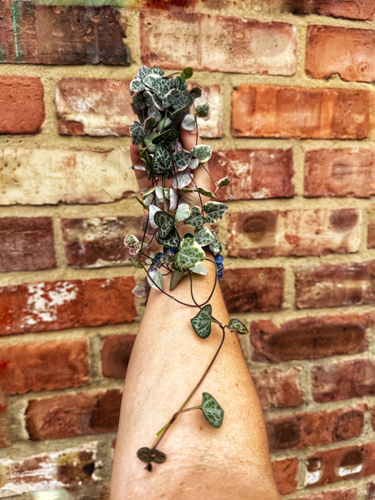 MINI Ceropegia woodii-String of Hearts
