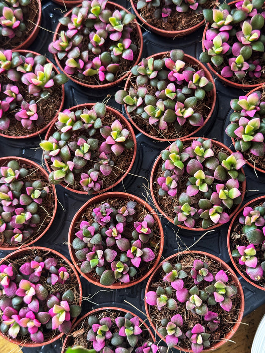 Sunrise Succulent- Annacampseros
