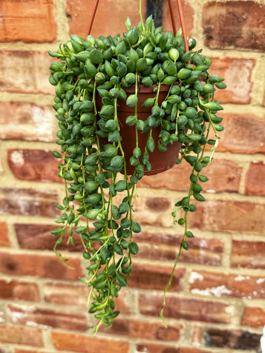 String of Tears- Senecio