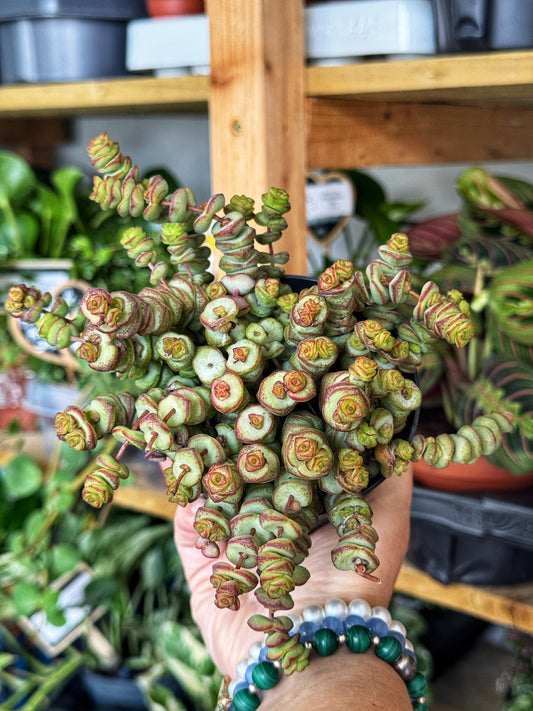 Crassula Hottentot – String of buttons-Hanging