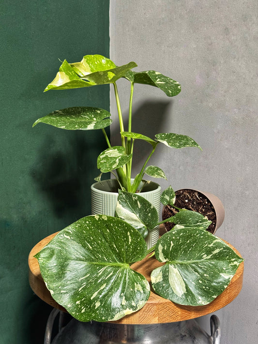Monstera Thai Constellation