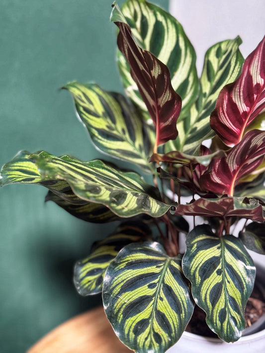 Prayer Plant-  Peacock Calathea