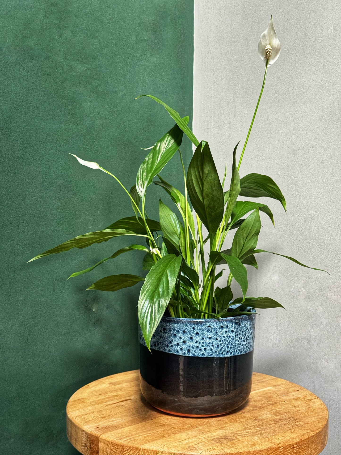 Peace lily