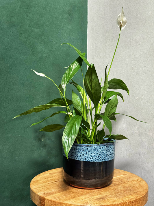Peace lily