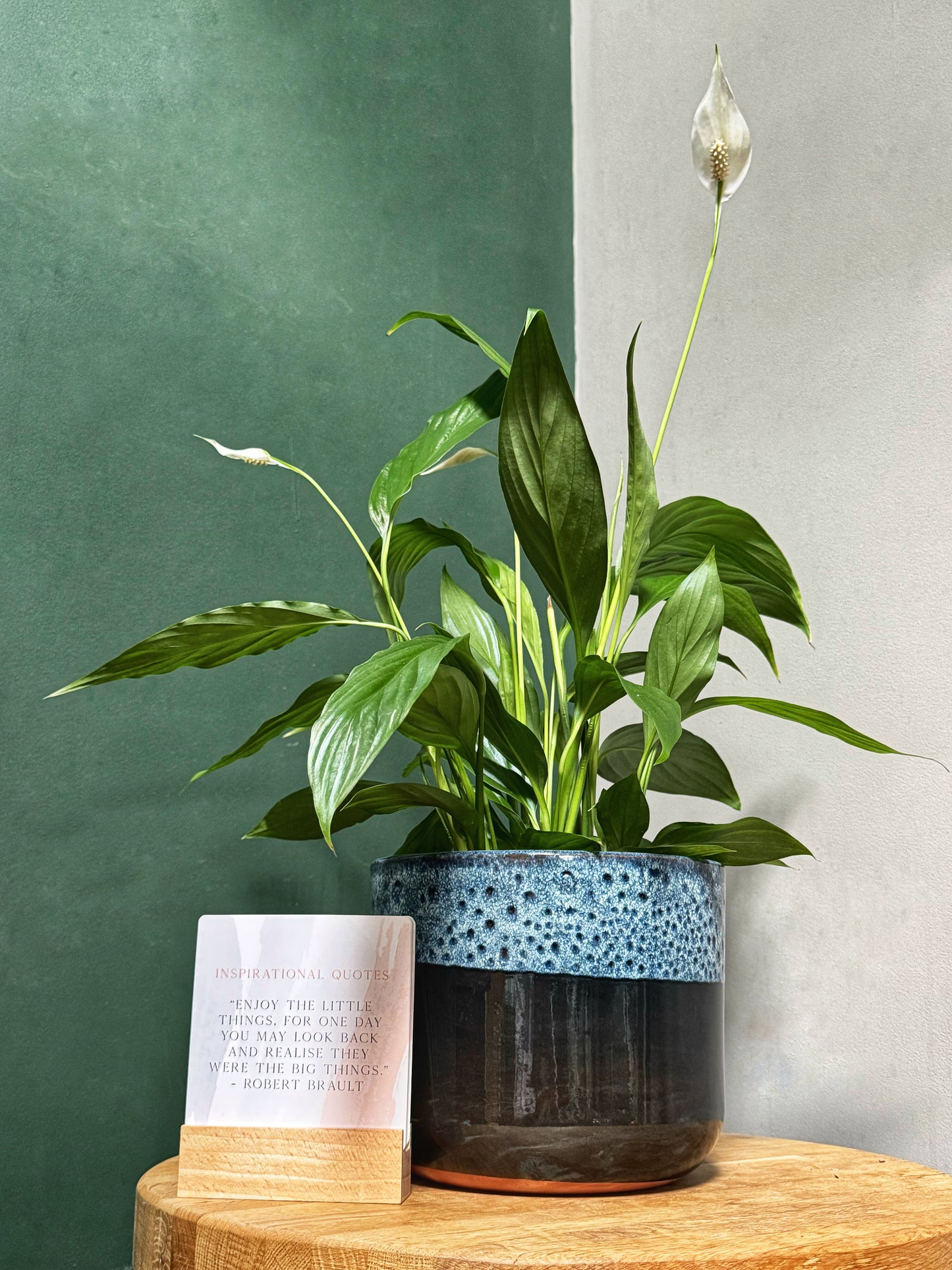 Peace lily