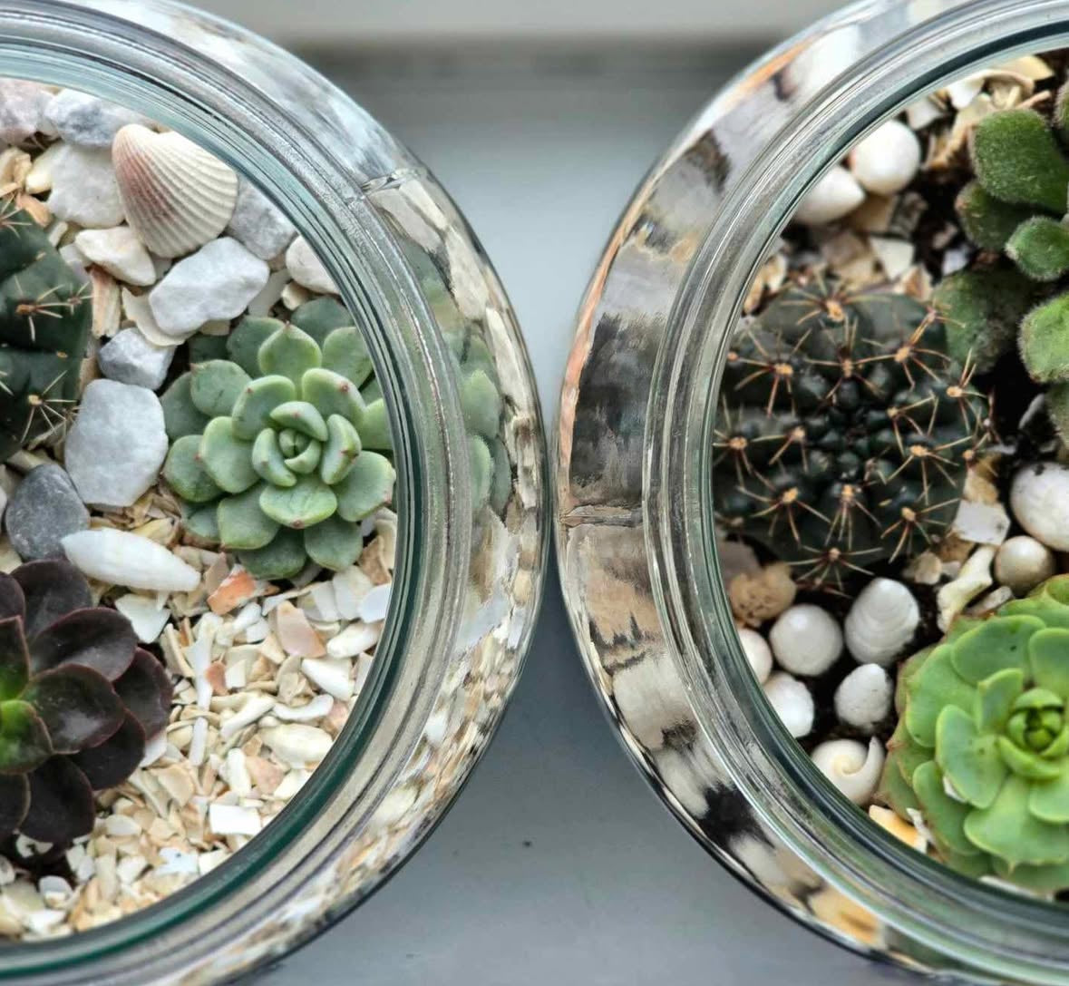 Succulent Terrarium Workshop - Sun 22nd Feb 2026-Gray's of Rothwell