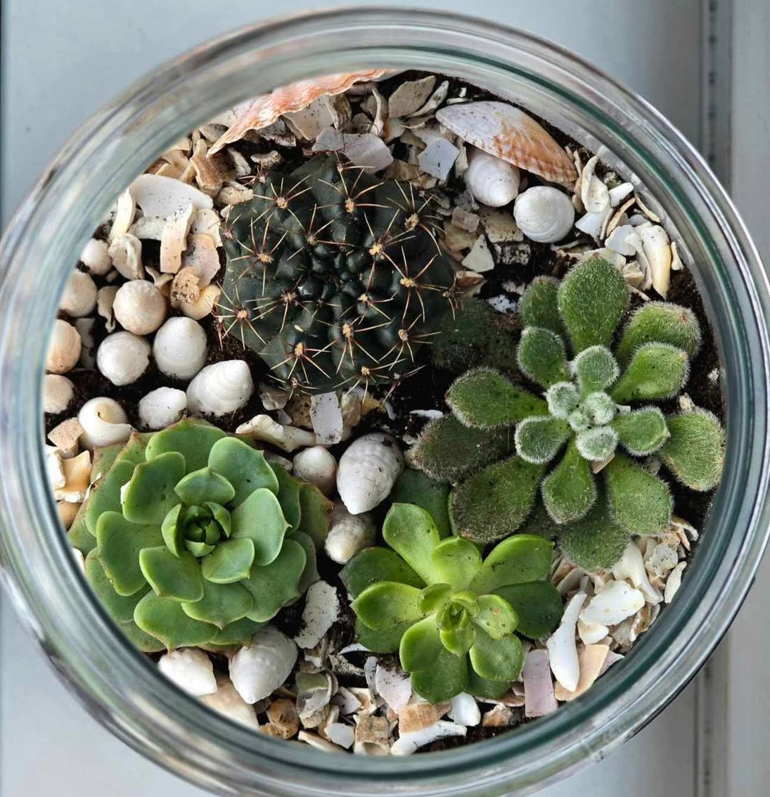 Succulent Terrarium Workshop - Sun 22nd Feb 2026-Gray's of Rothwell