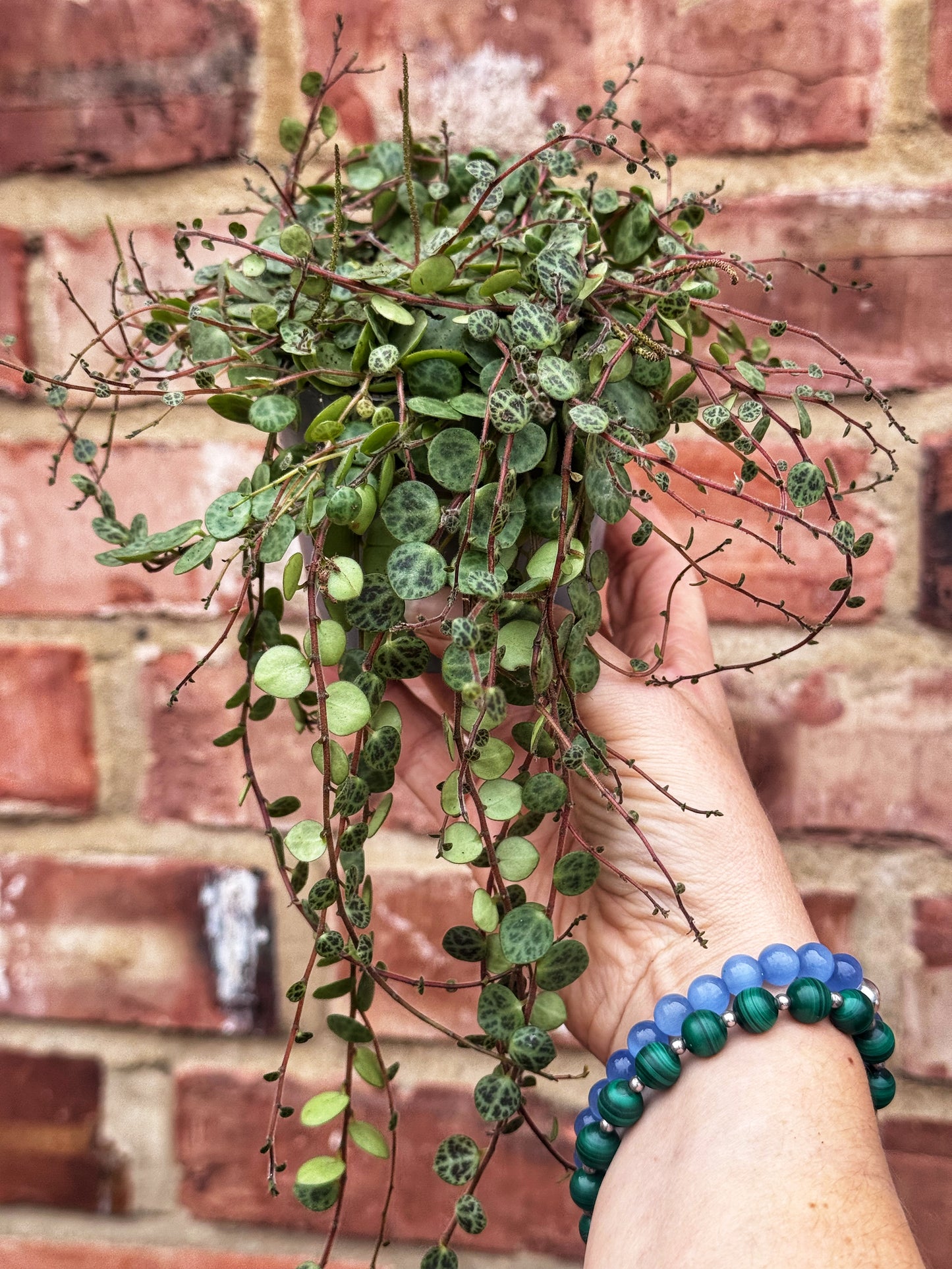 Peperomia Prostrata - String of Turtles