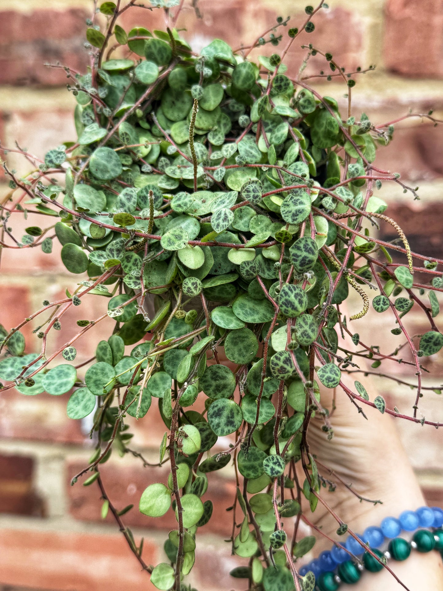Peperomia Prostrata - String of Turtles