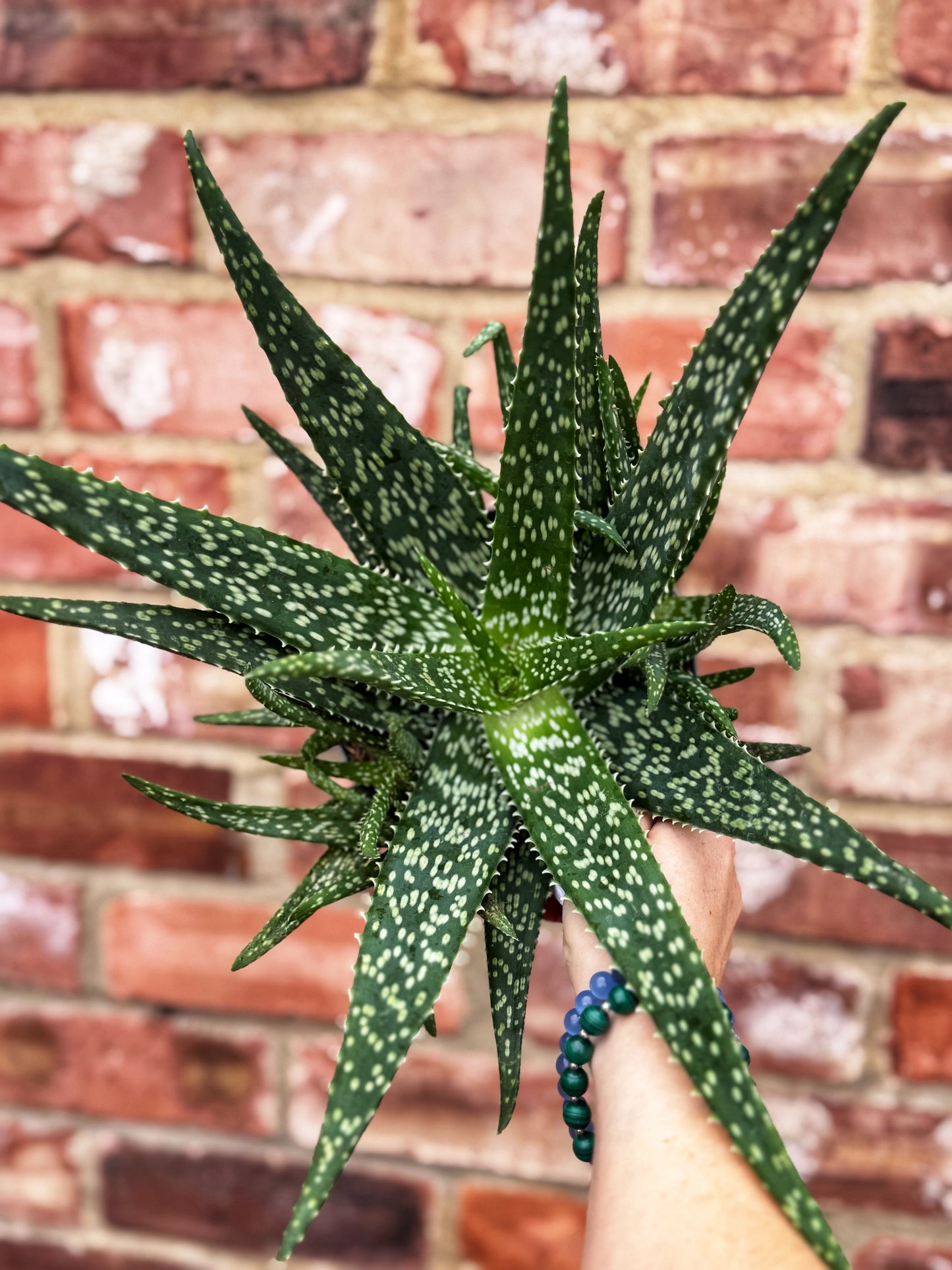 Aloe "Sherman Hoyte" Vera