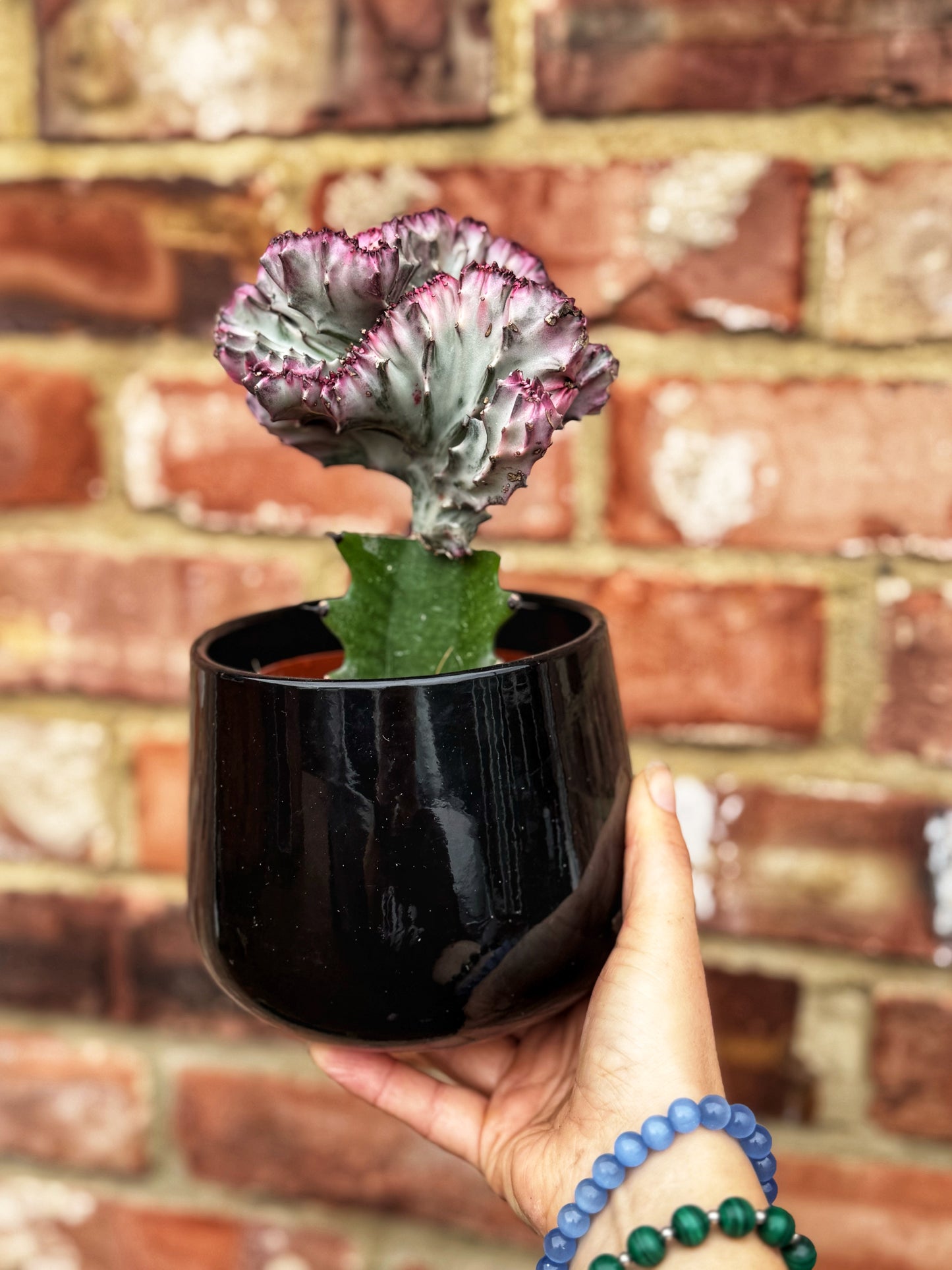 Euphorbia Lactea - Coral Cactus