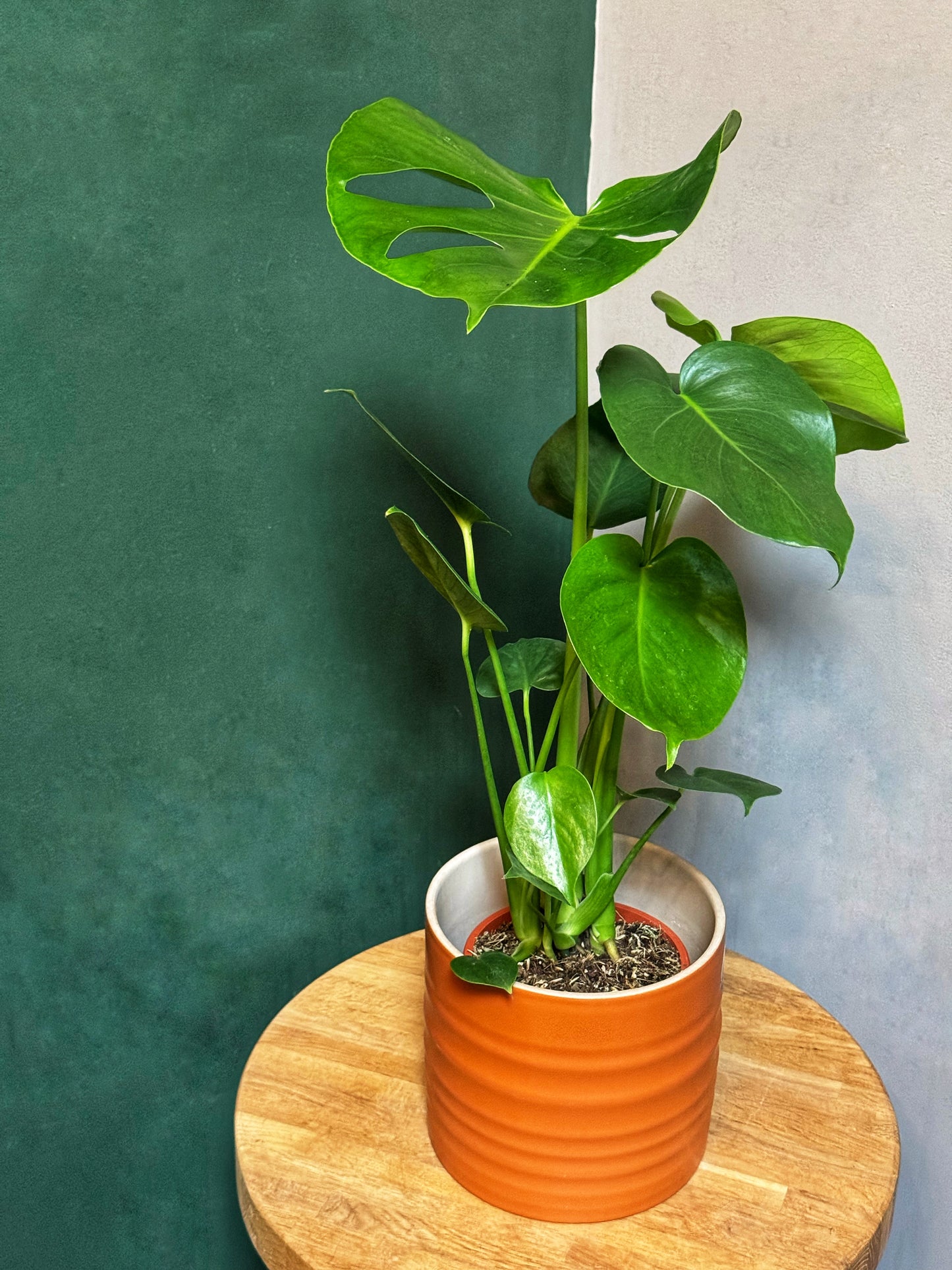 Monstera Deliciosa- Cheese Plant