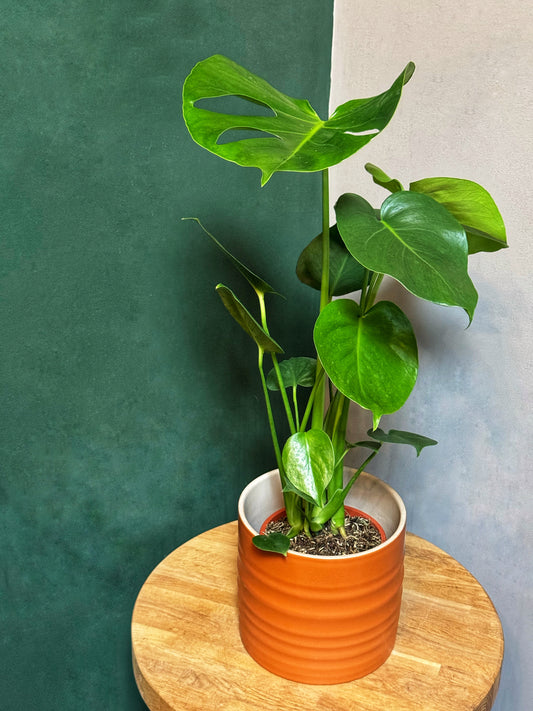 Monstera Deliciosa- Cheese Plant