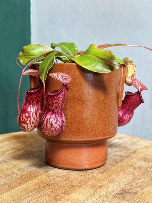 Nepenthes Gaya-Monkey Jar