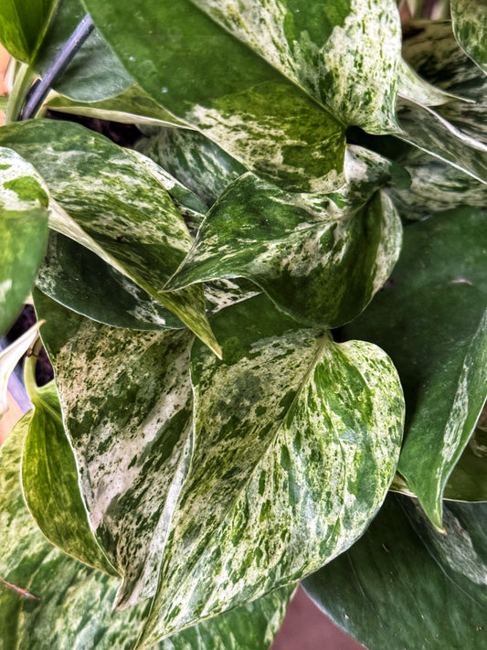 Marble Queen Pothos- EPIPREMNUM PINNATUM