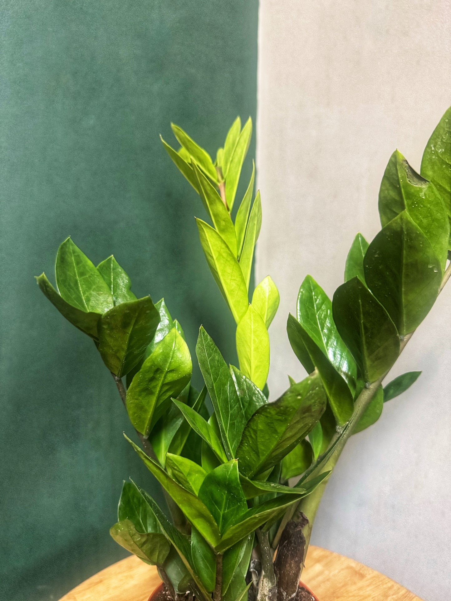 Zamioculcas Zamiifolia- ZZ Plant - 12cm Diameter
