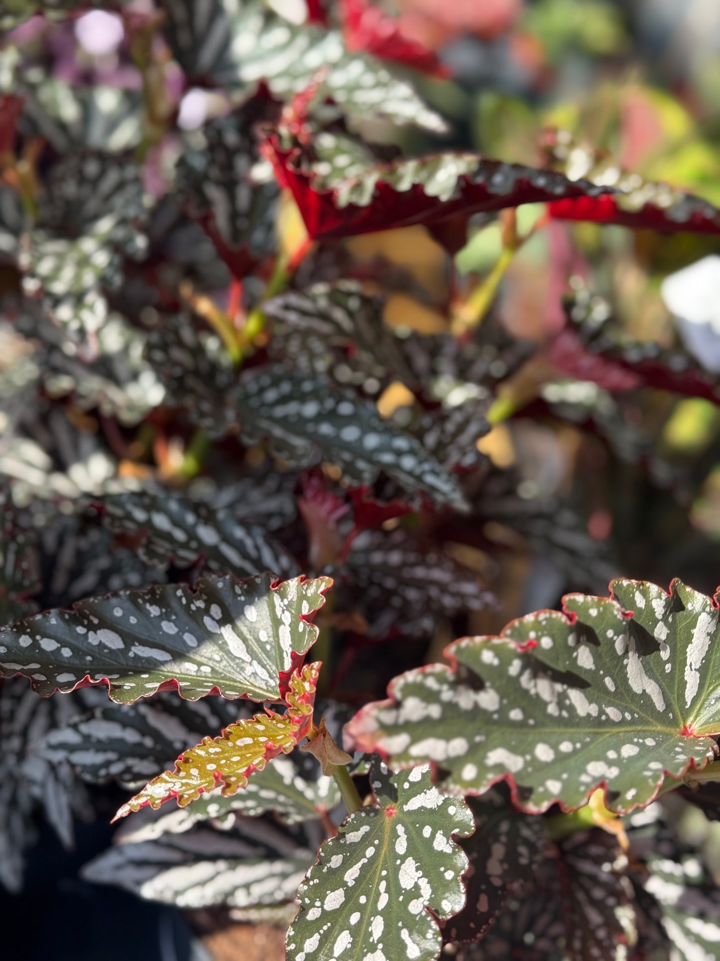 Begonia Maculata Dark Spot
