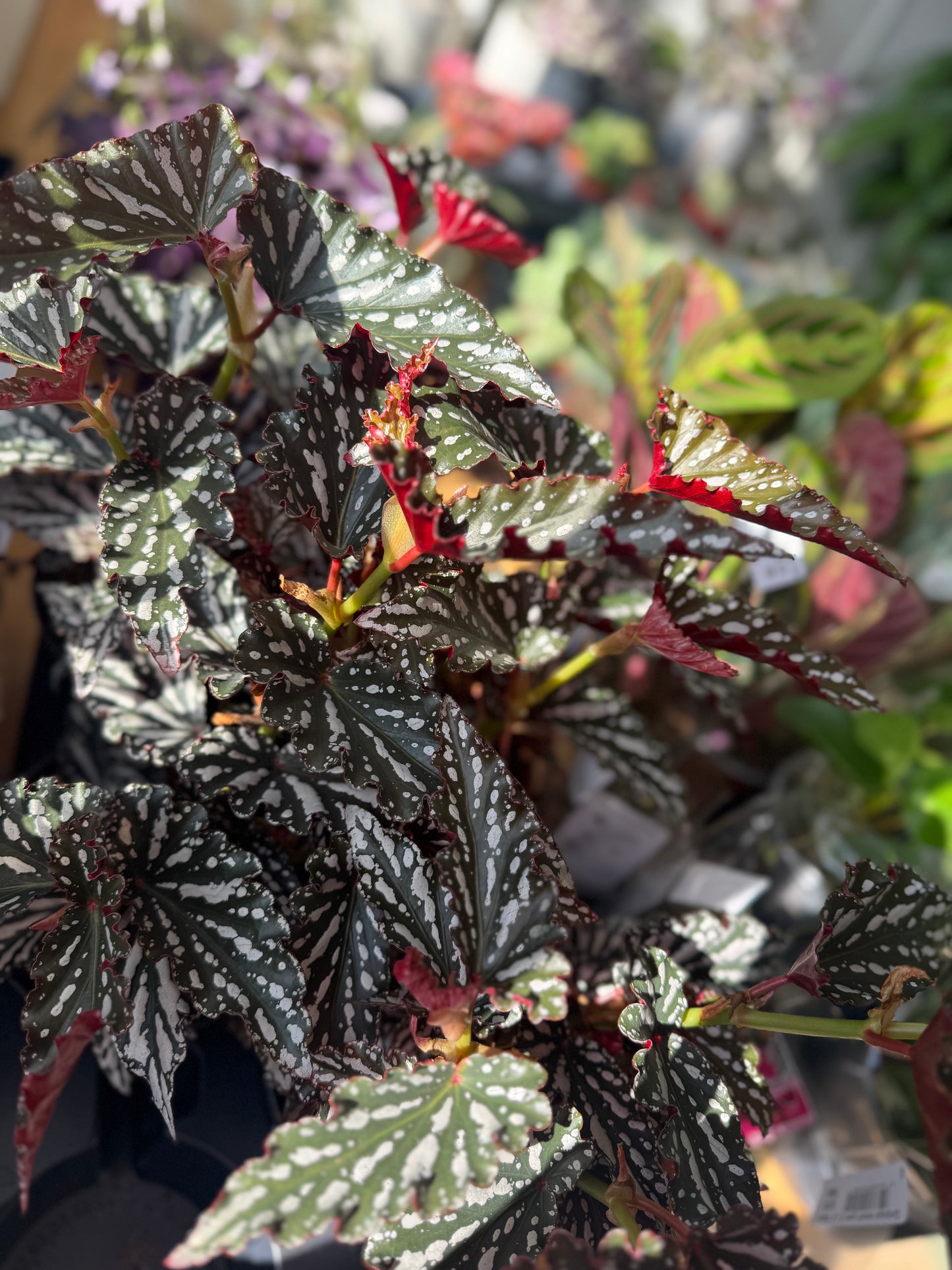 Begonia Maculata Dark Spot
