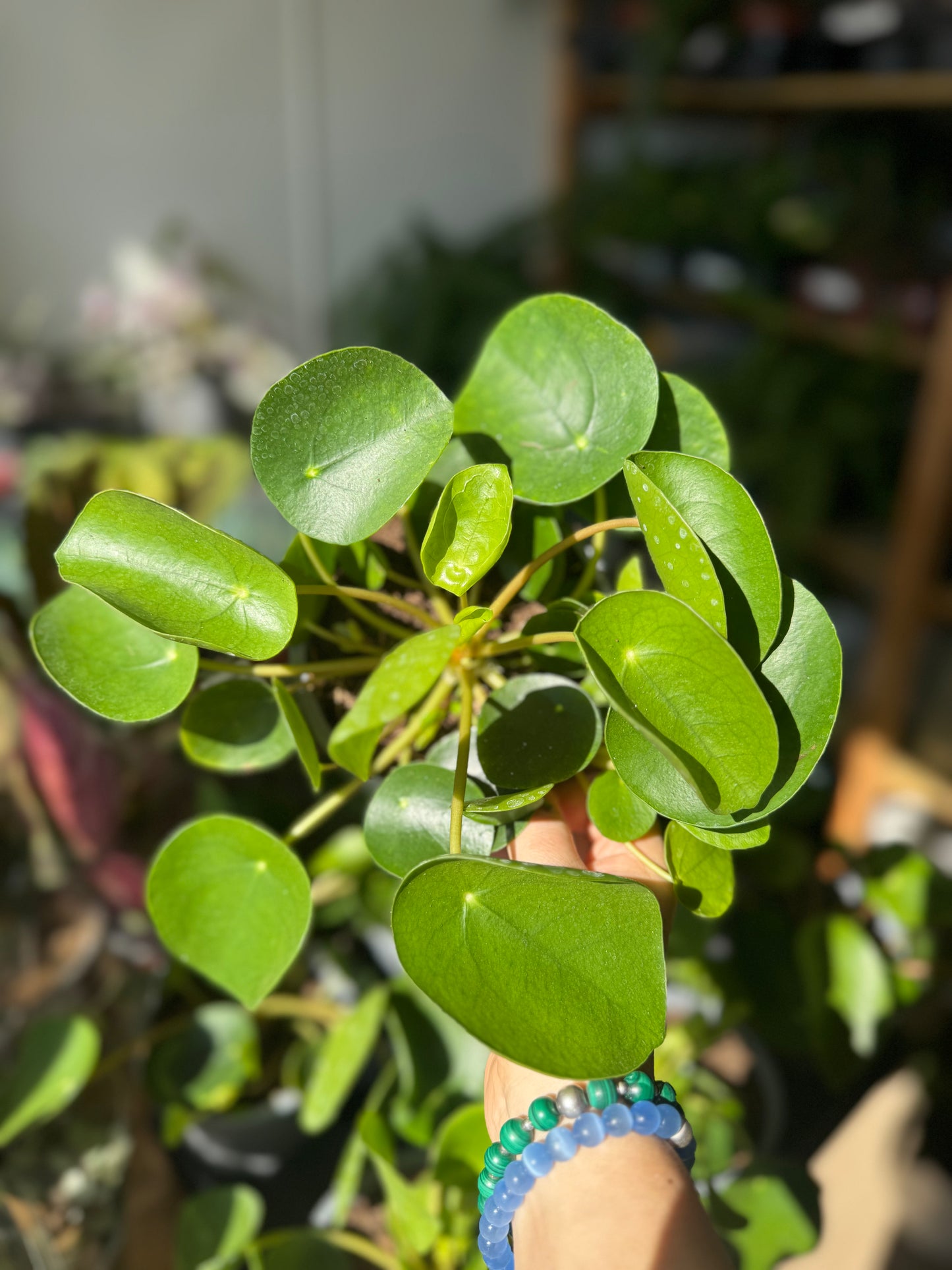 Pilea Peperomioides - Chinese Money Plant