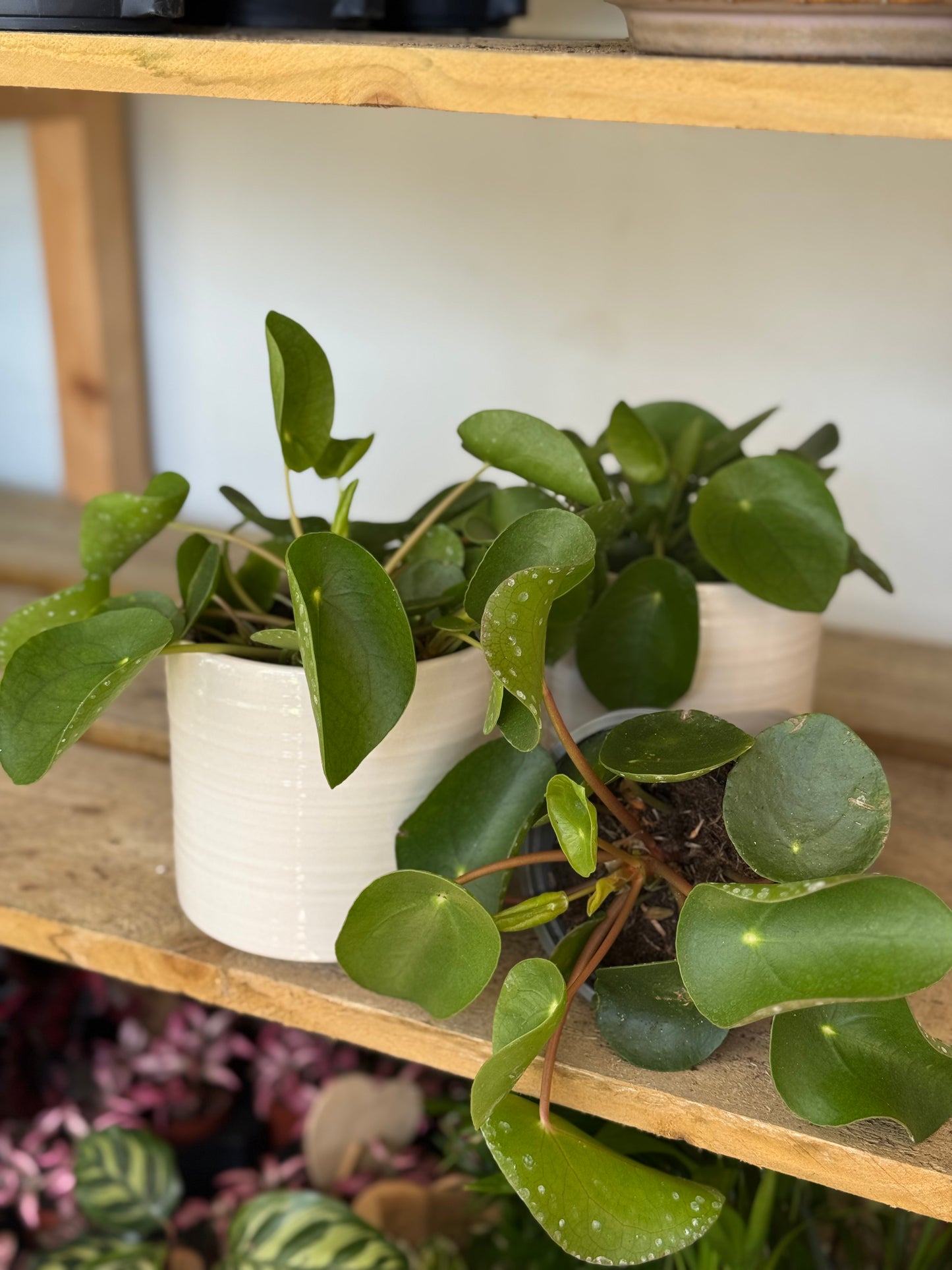 Pilea Peperomioides - Chinese Money Plant