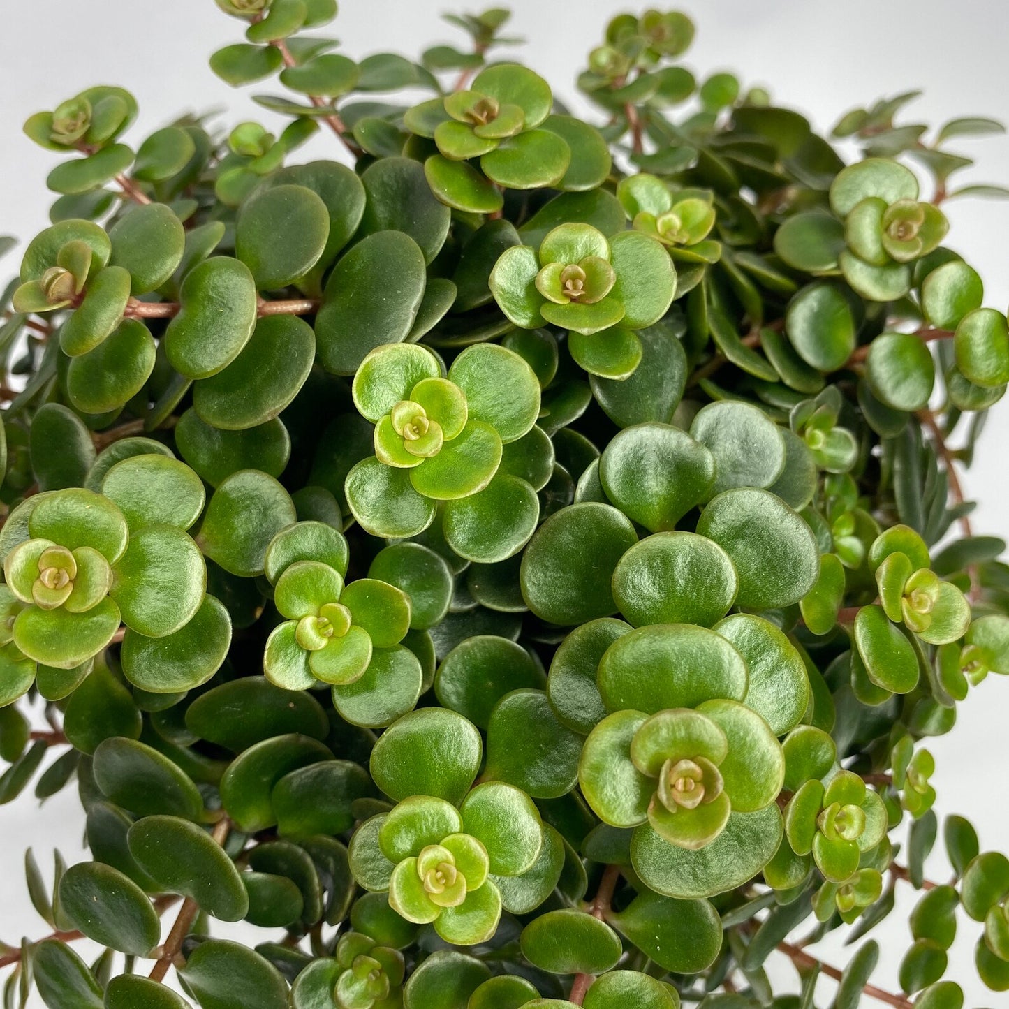 Mini Sedum Makiono