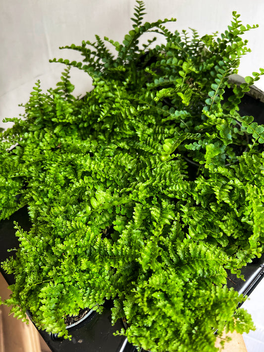 Nephrolepis Green Fantasy- Ferns