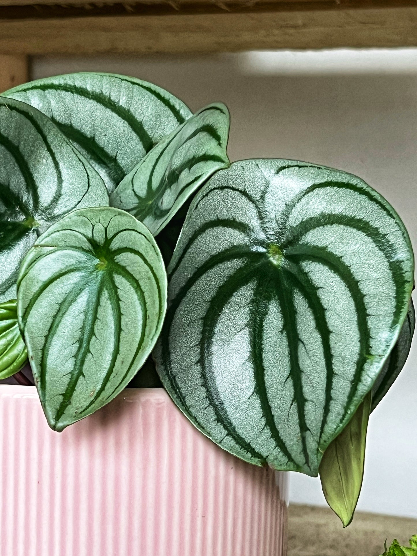 Peperomia Argyreia- Watermelon Peperomia