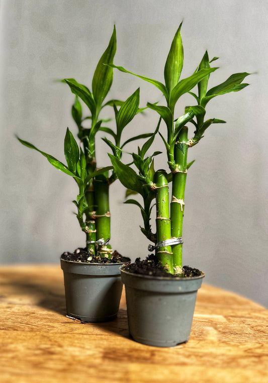 Lucky Bamboo