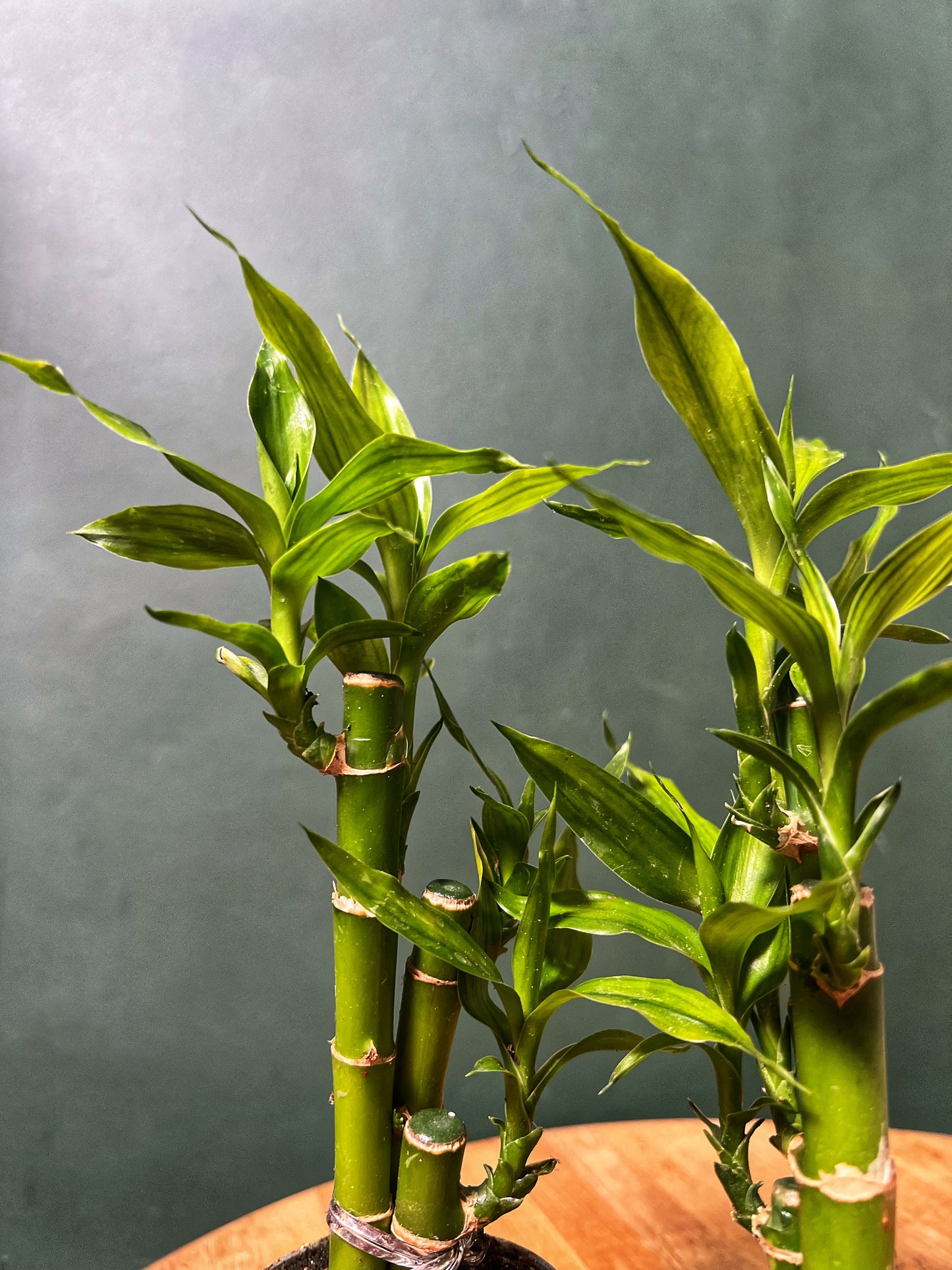 Lucky Bamboo
