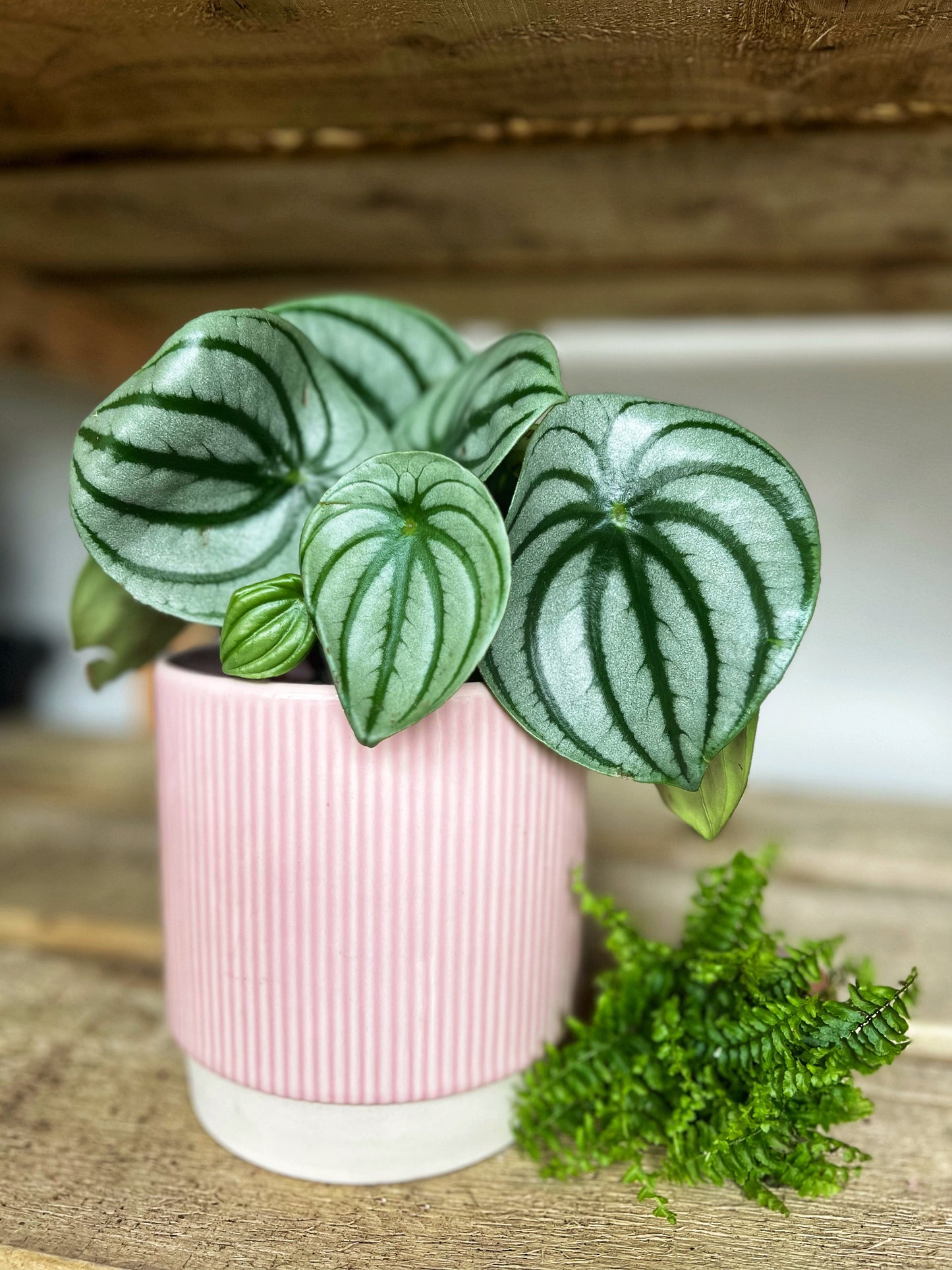 Peperomia Argyreia- Watermelon Peperomia
