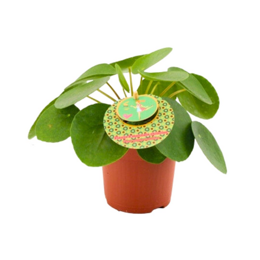 Pilea Peperomioides - Chinese Money Plant