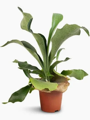 Platycerium bifurcatum - Staghorn fern