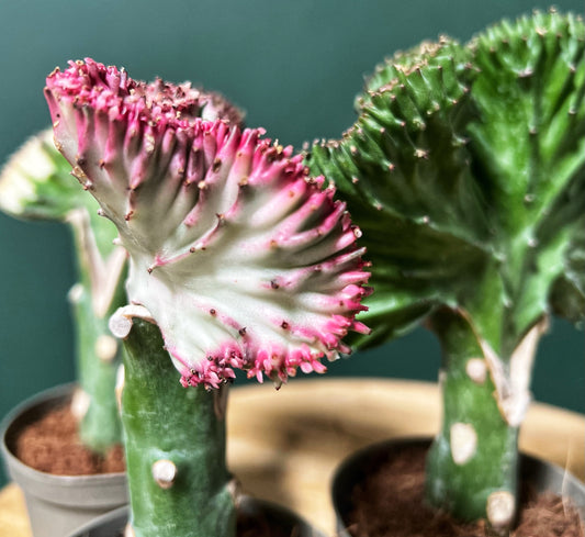 Euphorbia Lactea - Coral Cactus