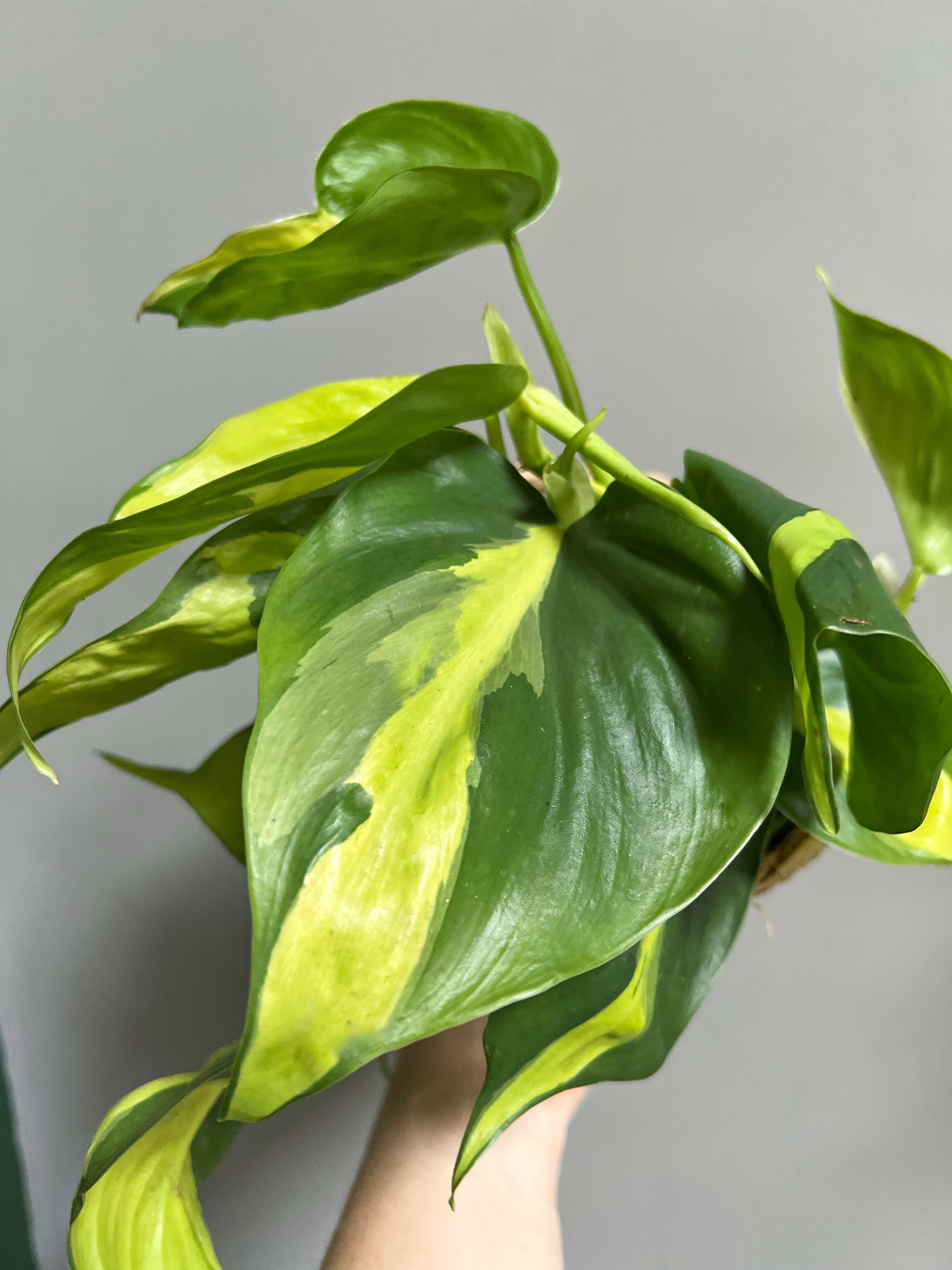 Philodendron Scandens Brasil